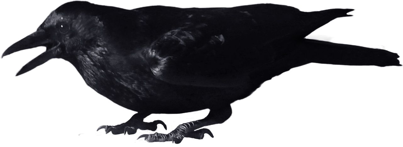 Crow PNG image    图片编号:3108