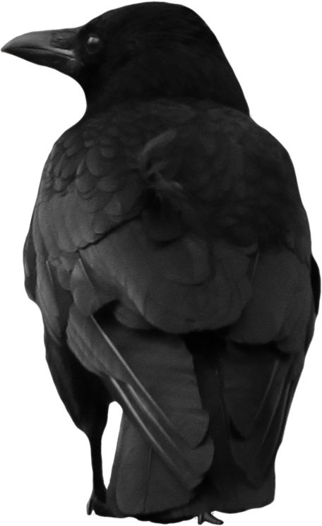 Crow PNG image    图片编号:3109