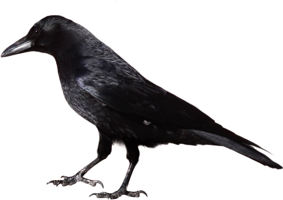 Black crow PNG image    图片编号:3110