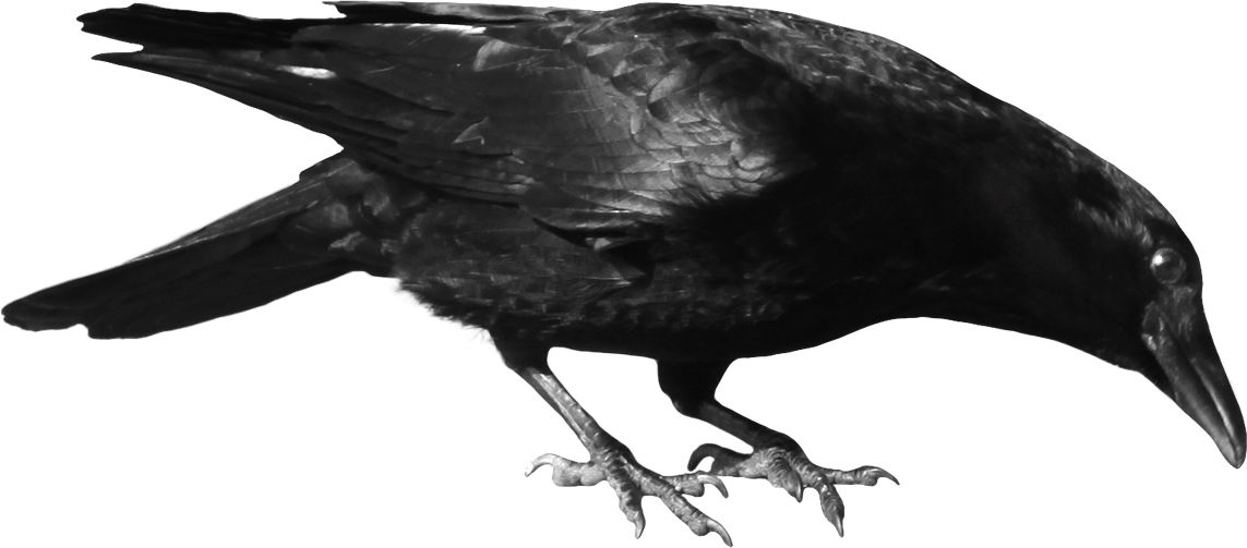 Crow PNG image    图片编号:3112