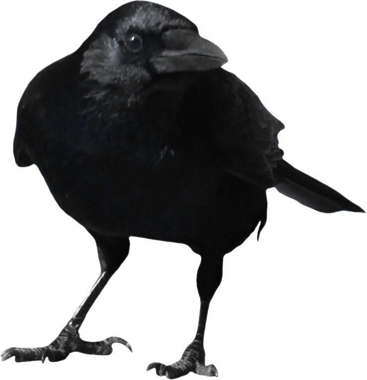 Crow PNG image    图片编号:3113