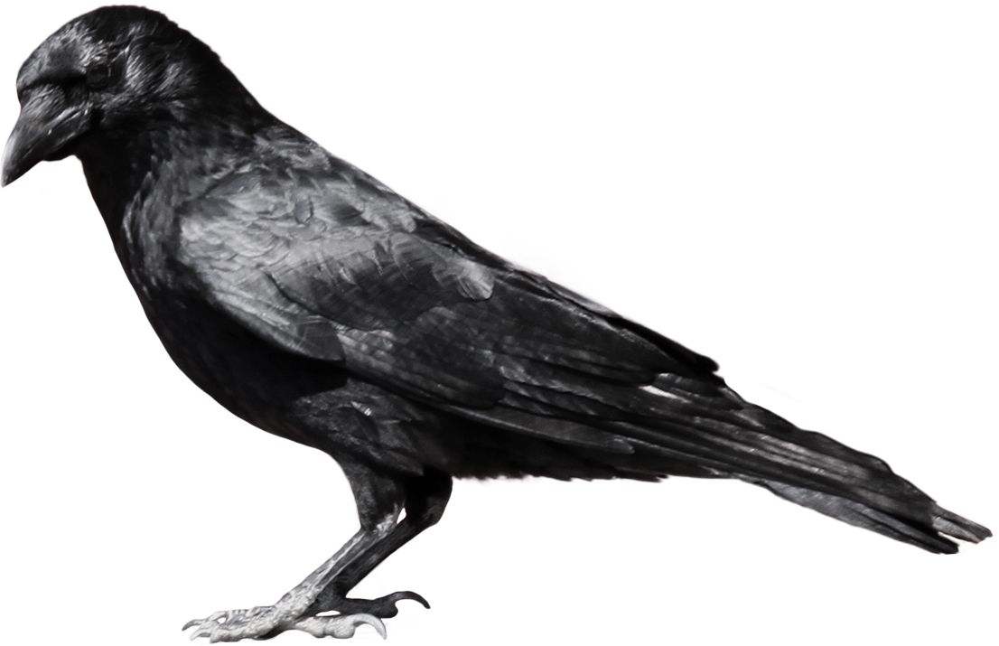 Crow PNG image    图片编号:3114