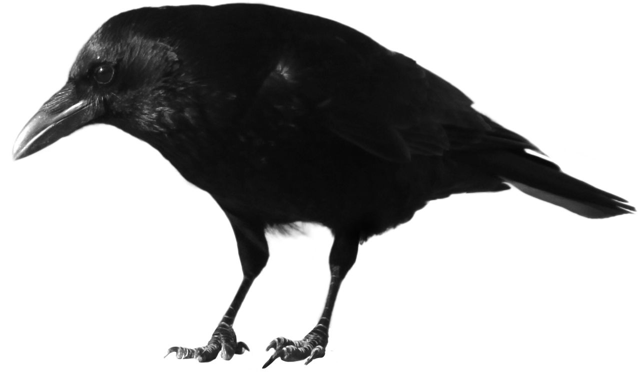 Black crow PNG image    图片编号:3115