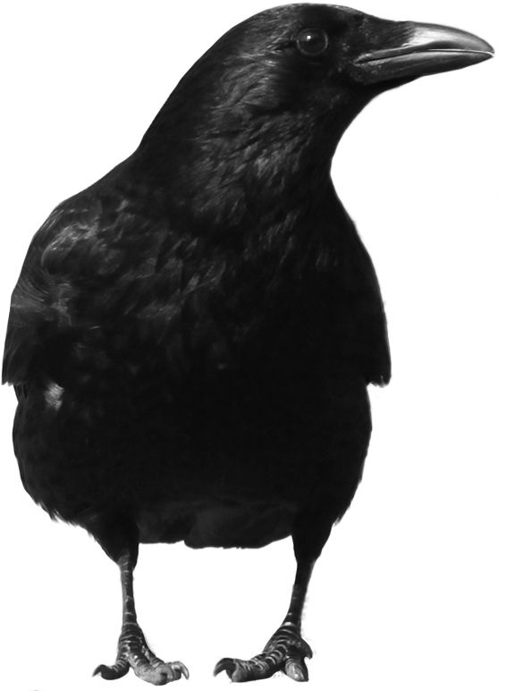 Black crow PNG image    图片编号:3116