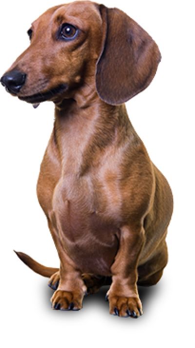 Dachshund PNG    图片编号:72349