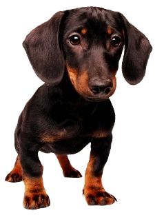 Dachshund PNG    图片编号:72360