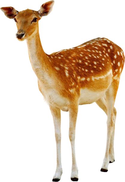Deer PNG image    图片编号:10170