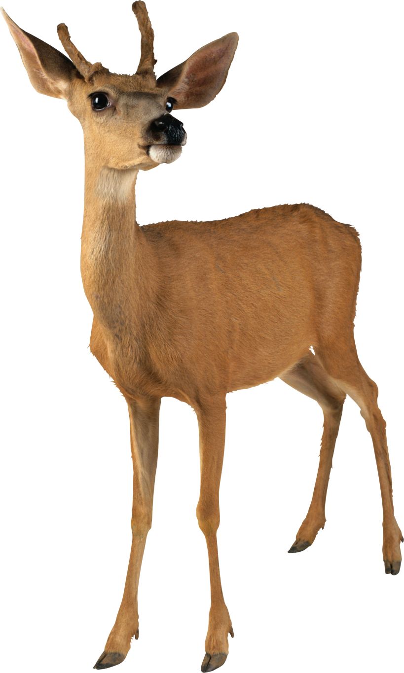 Deer PNG image    图片编号:10171