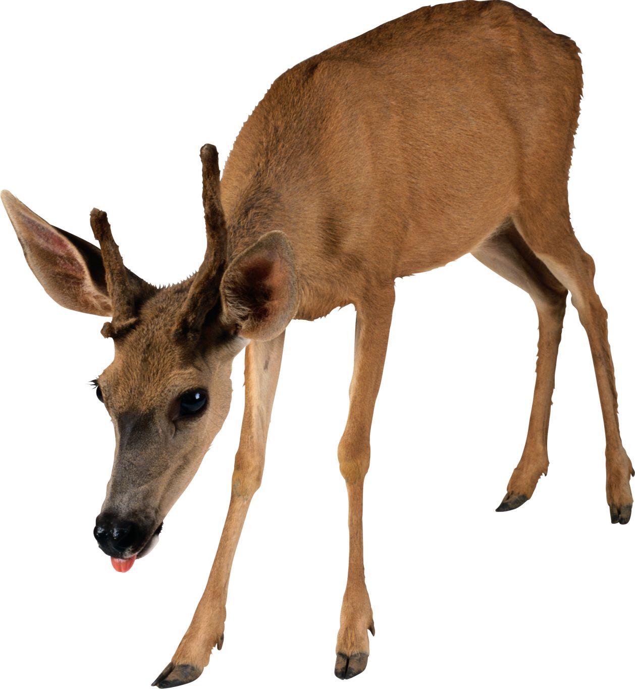Deer PNG image    图片编号:10172