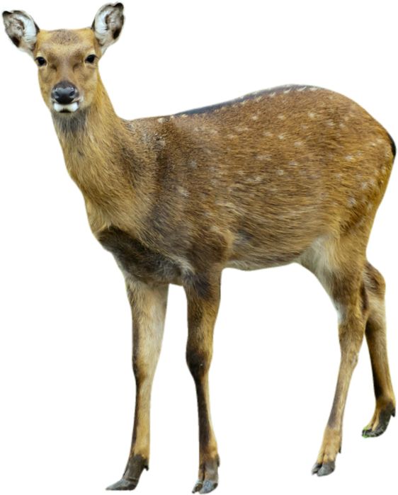 Deer PNG image    图片编号:10173