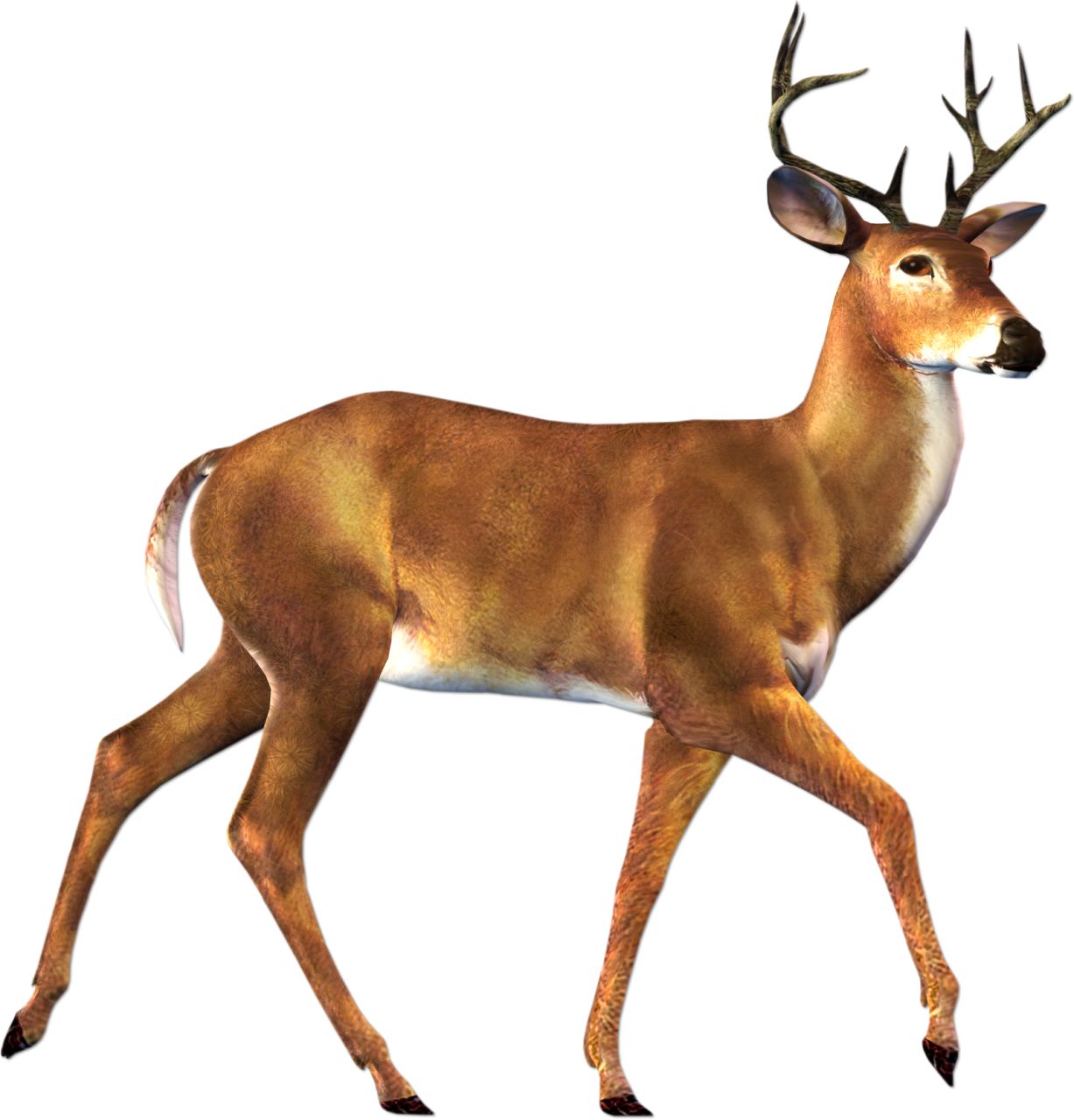 Deer PNG image    图片编号:10174