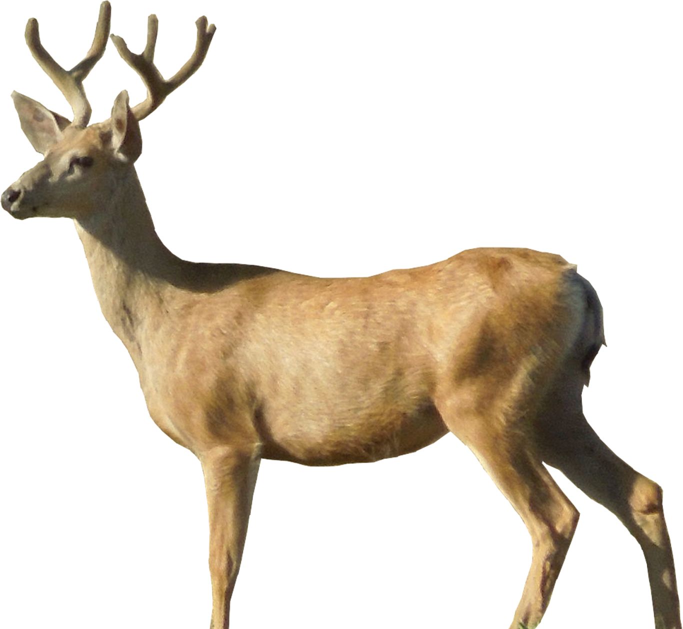 Deer PNG image    图片编号:10175