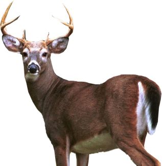 Deer PNG image    图片编号:10176