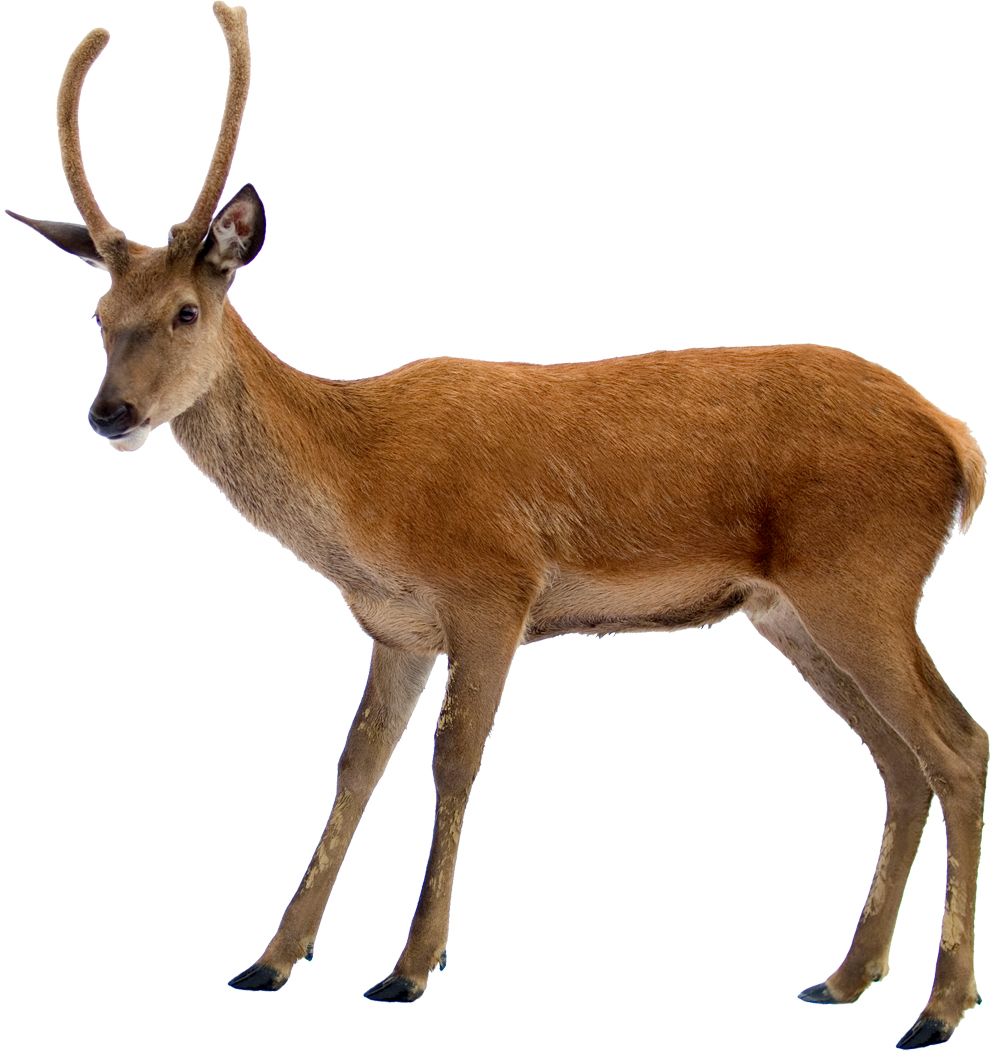 Deer PNG image    图片编号:10178