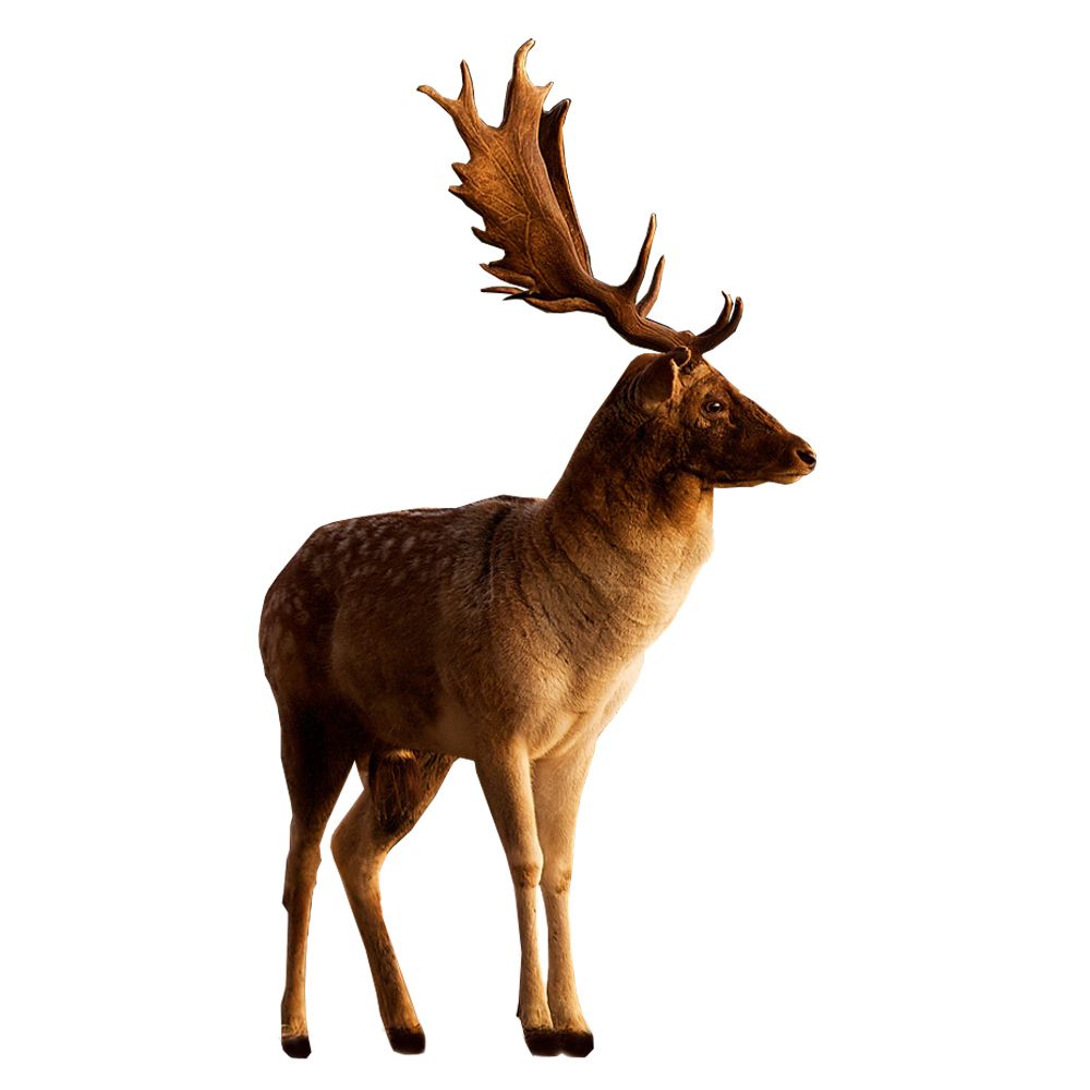 Deer PNG image    图片编号:10180