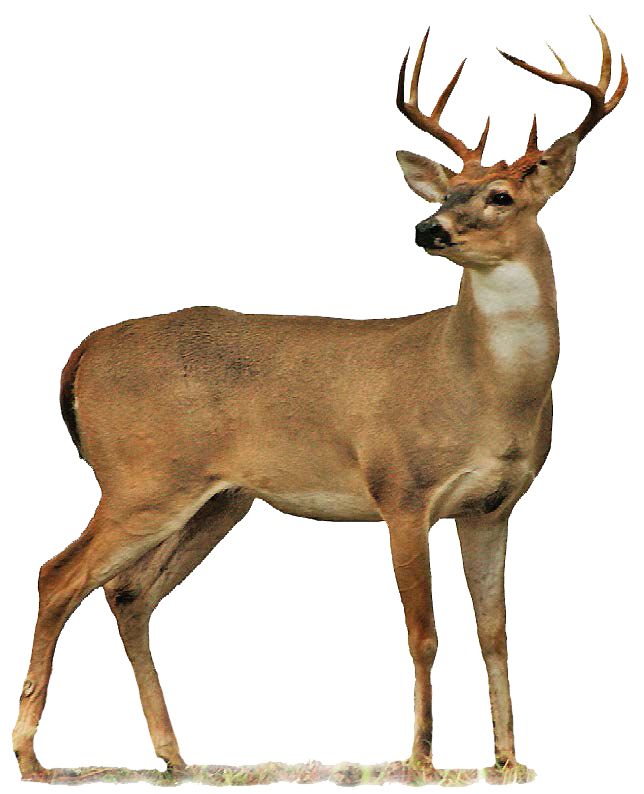 Deer PNG image    图片编号:10183
