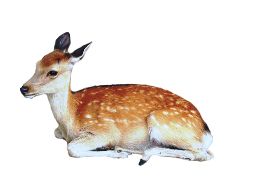 Deer PNG image    图片编号:10184