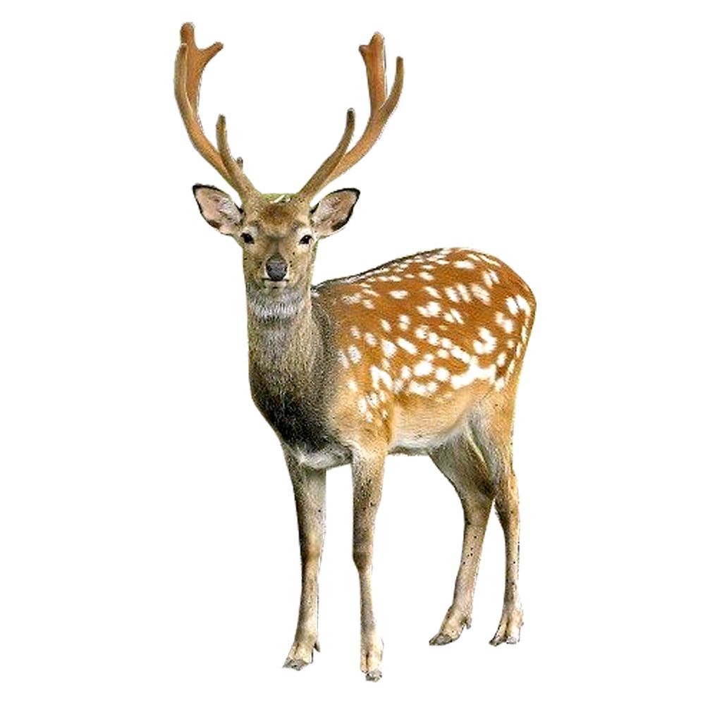 Deer PNG image    图片编号:10185
