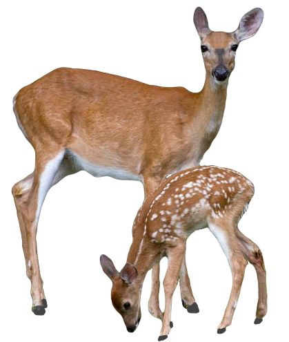 Deer PNG image    图片编号:10188