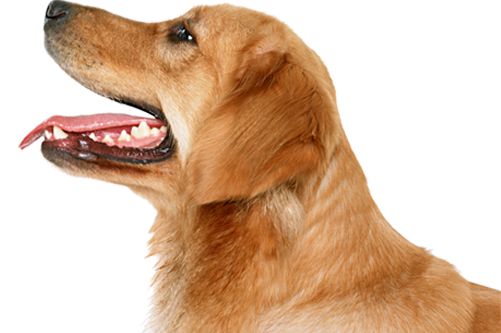 dog png image, picture, download, dogs    图片编号:162