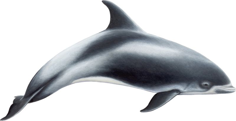 Dolphin PNG    图片编号:71302