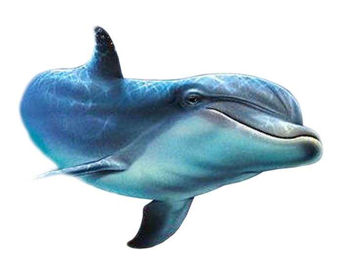 Dolphin PNG    图片编号:71307
