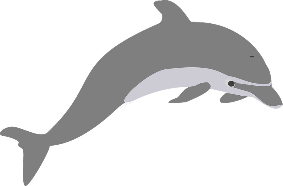 Dolphin PNG    图片编号:71334