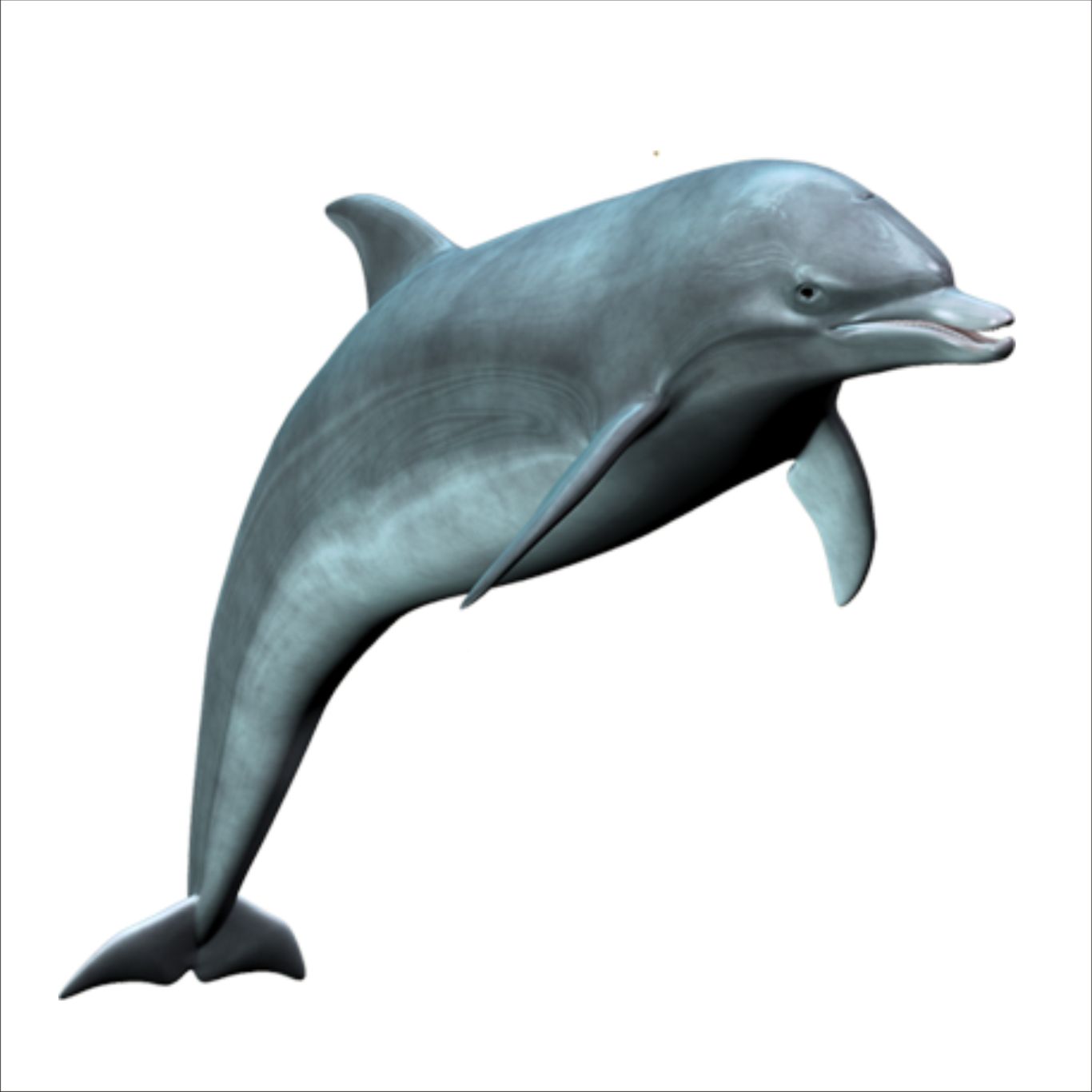 Dolphin PNG    图片编号:71362