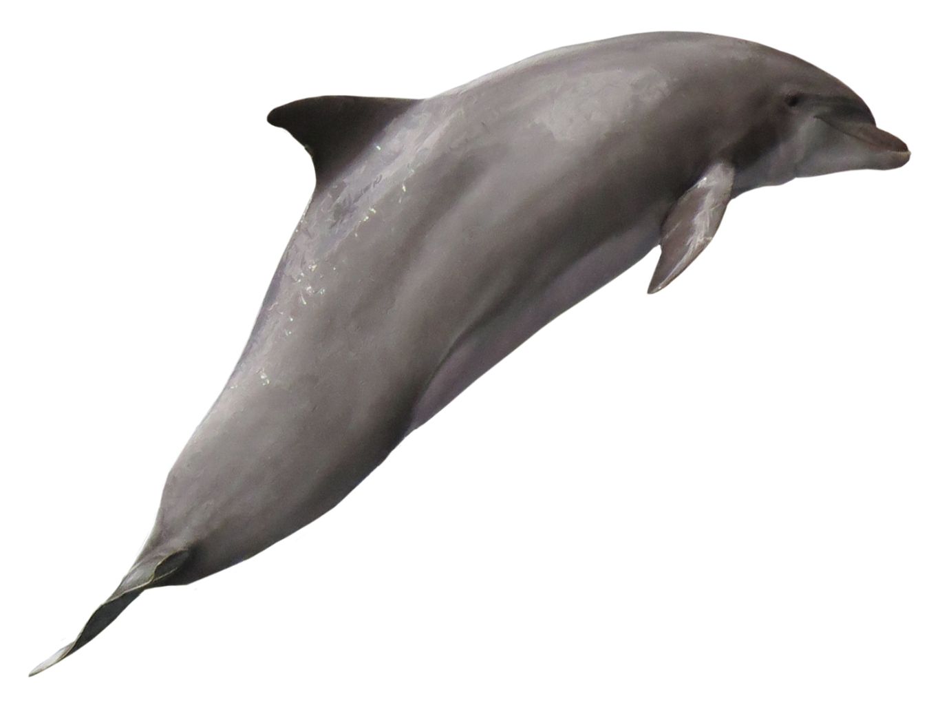 Dolphin PNG    图片编号:71366