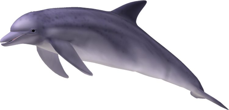 Dolphin PNG    图片编号:71371