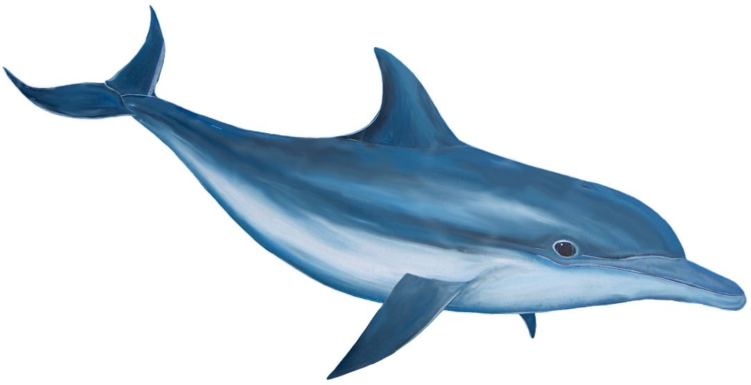 Dolphin PNG image    图片编号:9116