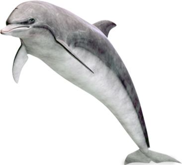 Dolphin PNG image    图片编号:9124