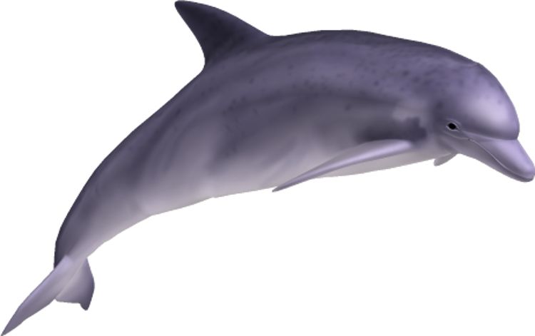 Dolphin PNG image    图片编号:9126