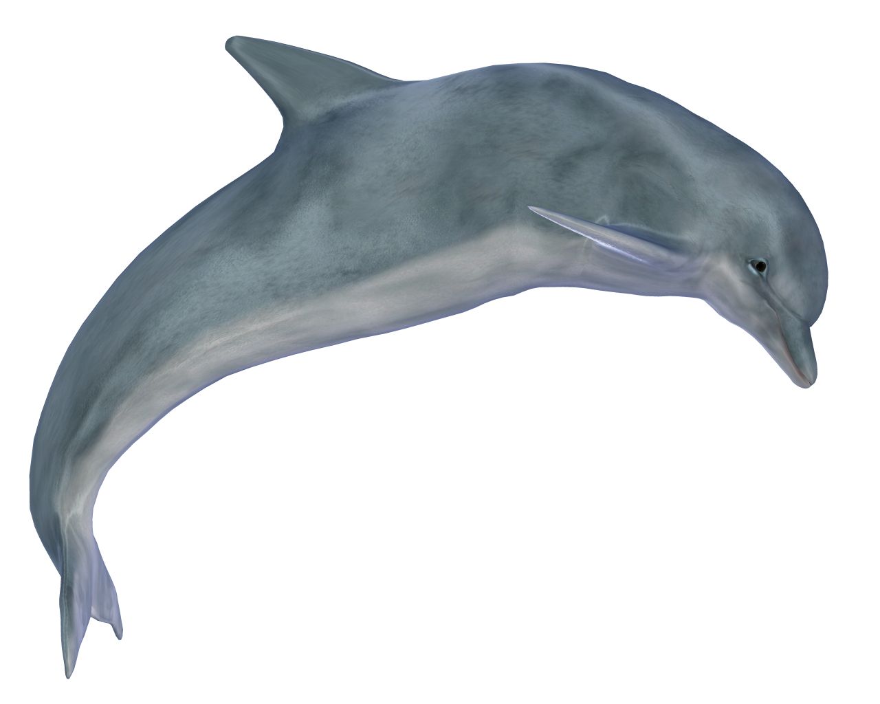 Dolphin PNG image    图片编号:9129