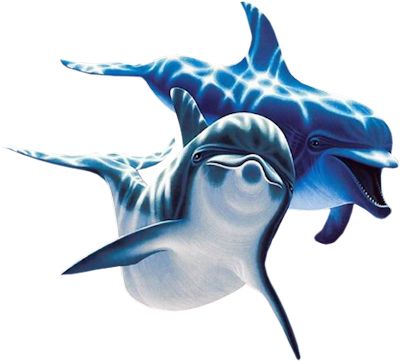 Dolphins PNG image    图片编号:9131