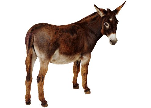 Donkey PNG    图片编号:25016