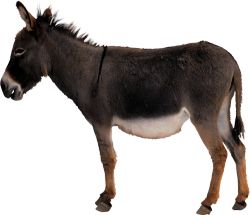 Donkey, ass PNG    图片编号:25017