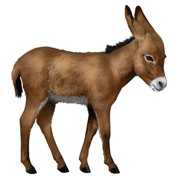 Donkey PNG    图片编号:25020