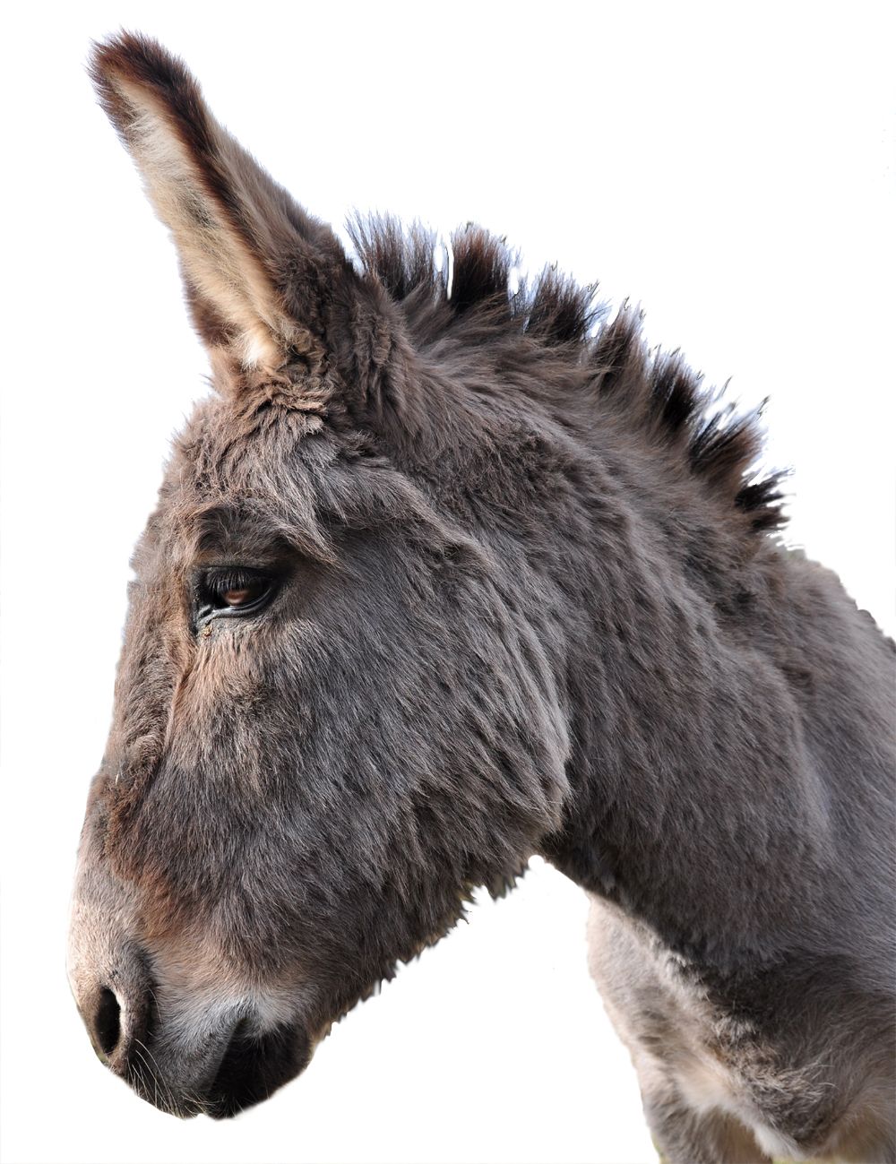 Donkey PNG    图片编号:25021