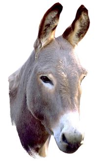 Donkey PNG    图片编号:25026