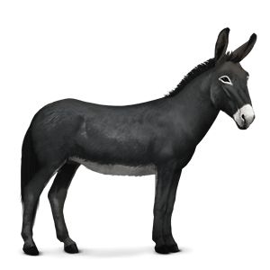 Donkey, ass PNG    图片编号:25027