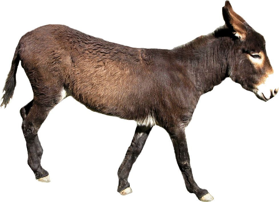 Donkey PNG    图片编号:25029