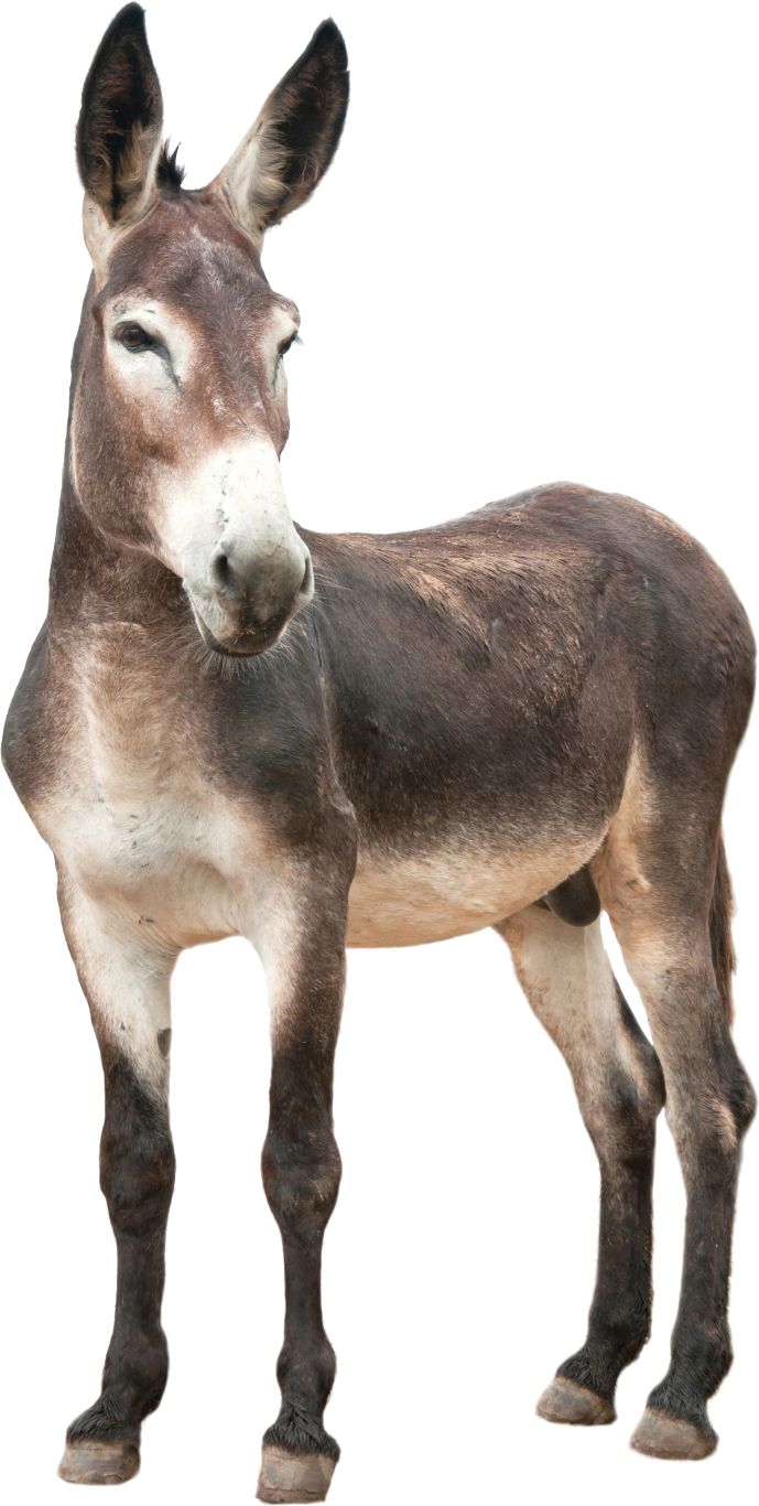 Donkey, ass PNG    图片编号:25031