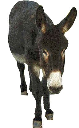 Donkey PNG    图片编号:25032