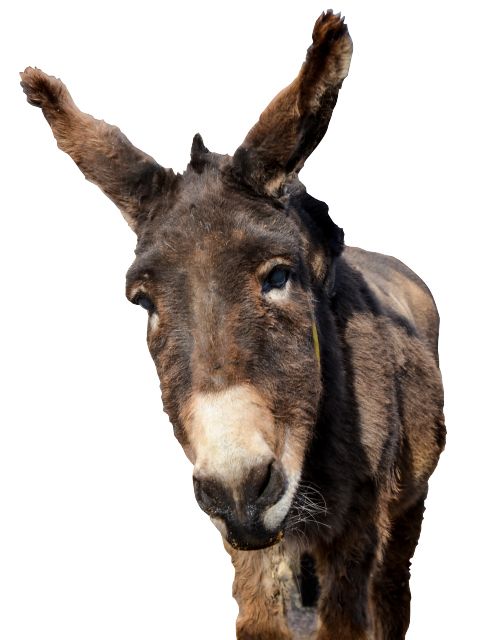 Donkey PNG    图片编号:25033
