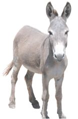 Donkey PNG    图片编号:25034