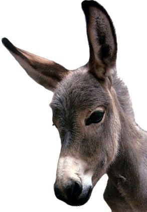 Donkey PNG    图片编号:25035