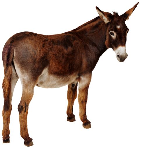 Donkey PNG    图片编号:25036