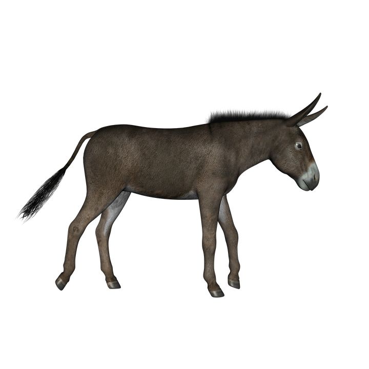 Donkey PNG    图片编号:25038