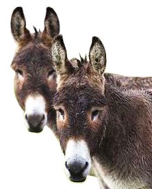 Donkey PNG    图片编号:25041